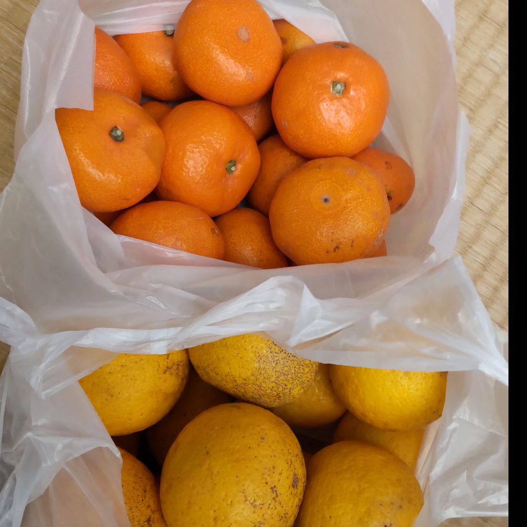 別府風流人の原さんから、みかんとかぼすをいただきました🍊‼️  みんなで美味しくいただきます😊 ありがとうございます✨  ————————————————————- 
