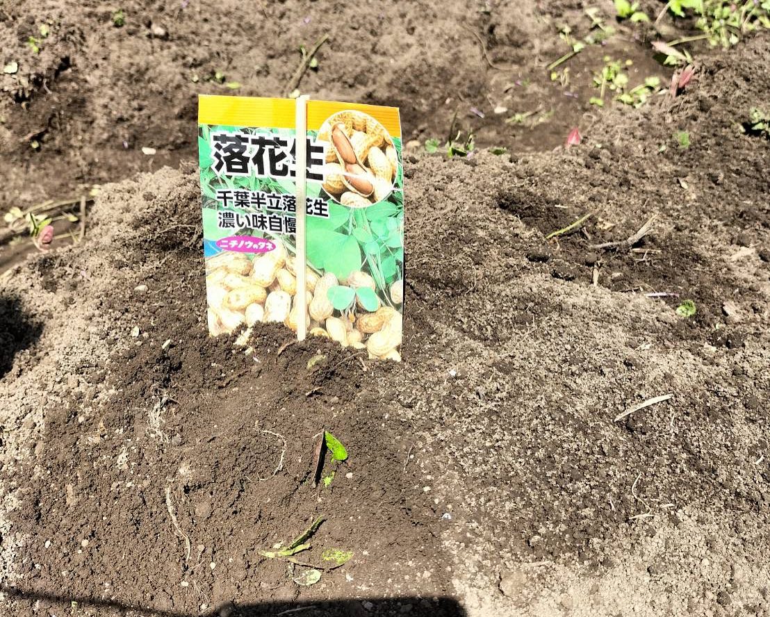 今日は、日出の畑に #農業 体験に行ってきました! ギャラリー画像 3