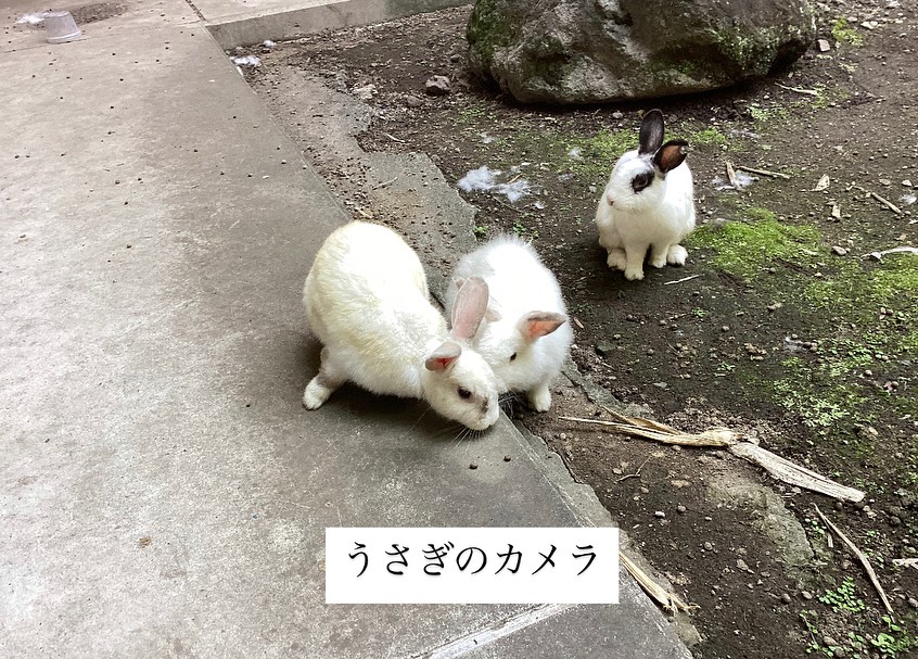 今日は6月最後の土曜日。  遊びに来てくれたりょうくんが 「うさぎカメラ」と名付けて 写真を撮ってくれた。