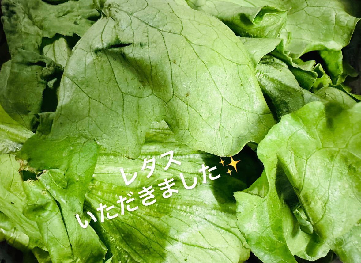 【🥬お野菜寄付🥬🙇】