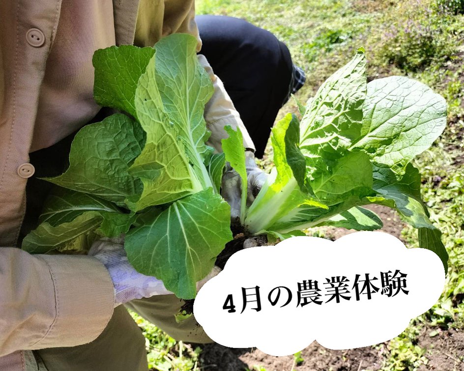 今日は、日出の畑に #農業 体験に行ってきました！