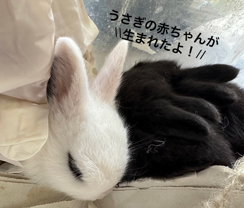 【うさぎの赤ちゃんが産まれたよ！🐰】 