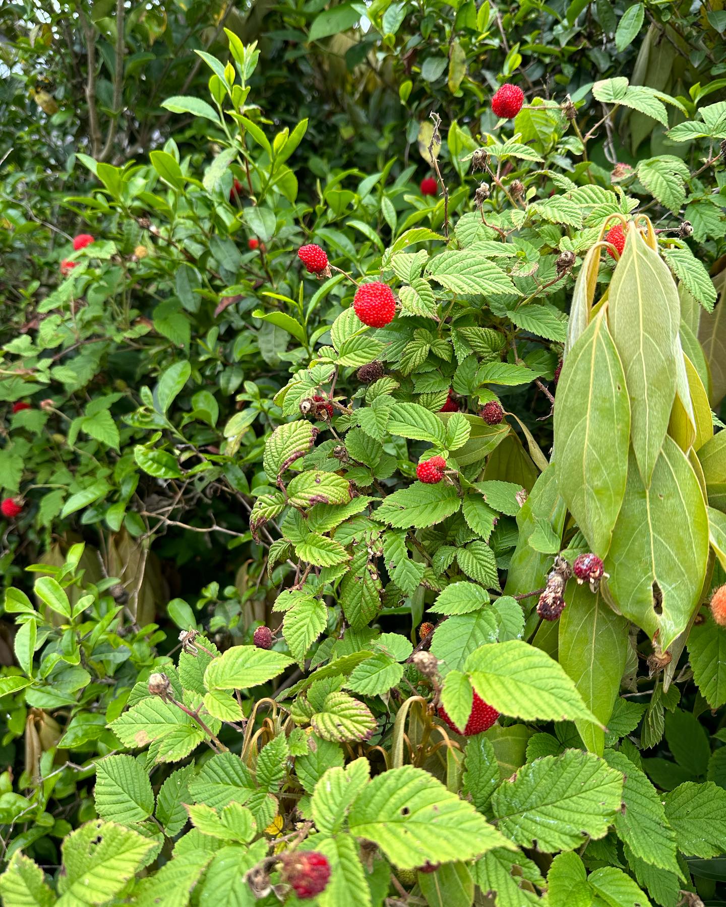 【🍓農業体験👩‍🌾】