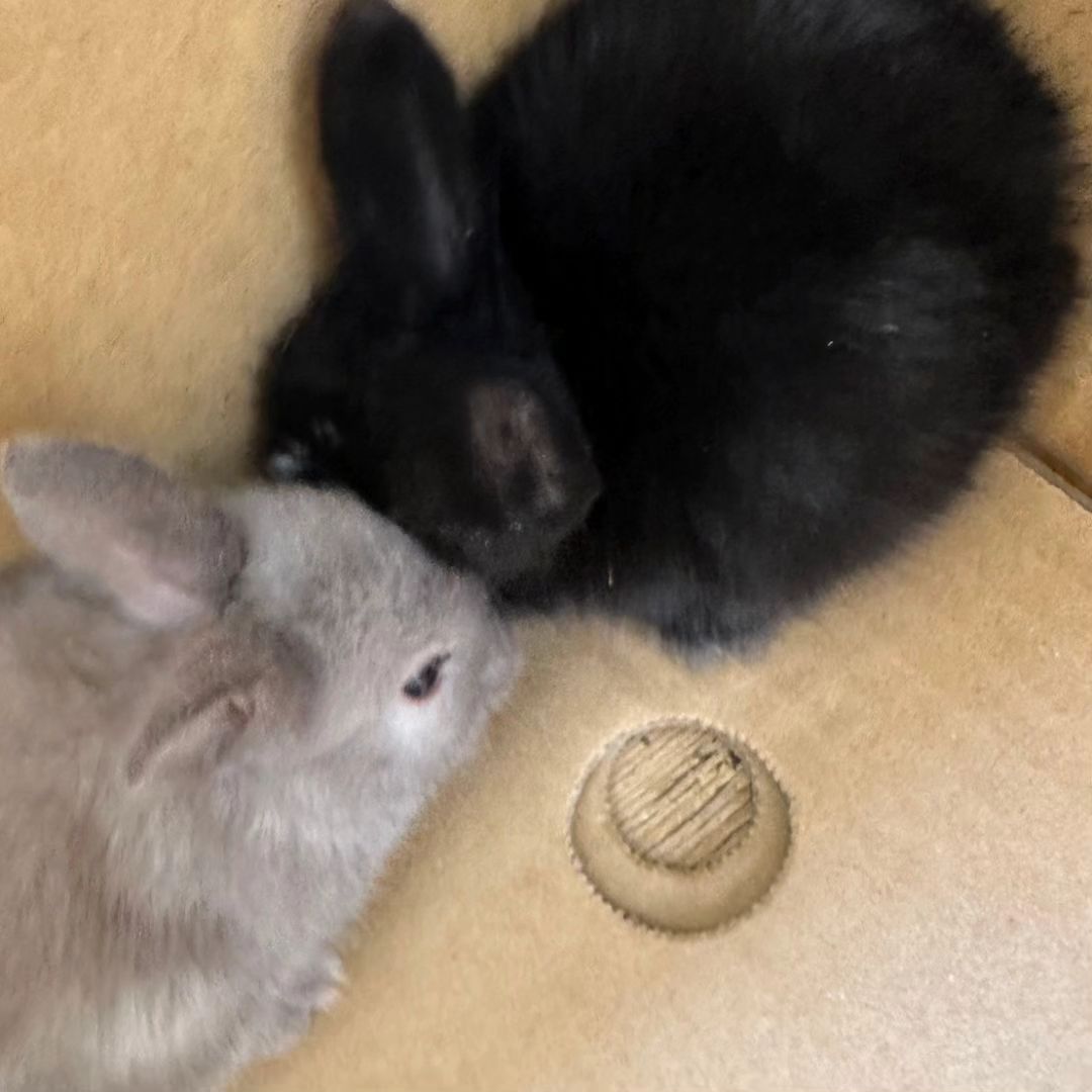 ビッグニュースです‼️ みんなの教室のうさぎに赤ちゃんが生まれました。 いや、生まれていました💦‼️  庭に何やら小さな物体が動き回っていると思ったら、なんと赤ちゃんうさぎでした🤣 しかも4匹も‼️色も黒が2匹、白1匹、薄茶1匹といろ...